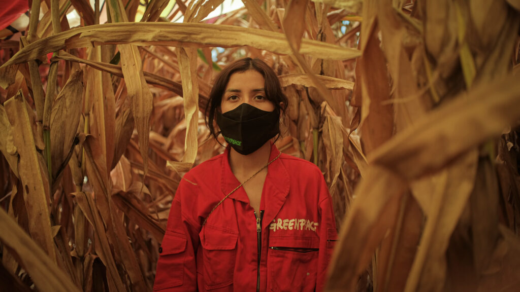 greenpeace-transgenicos