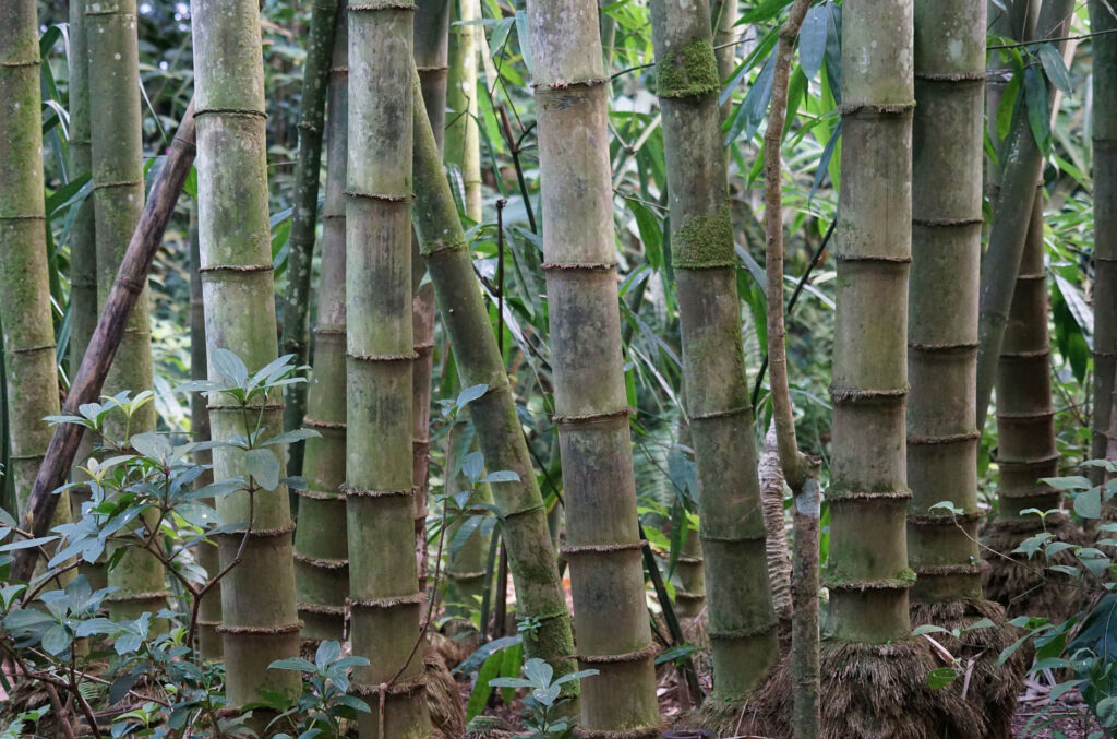 bambu-economia-verde5