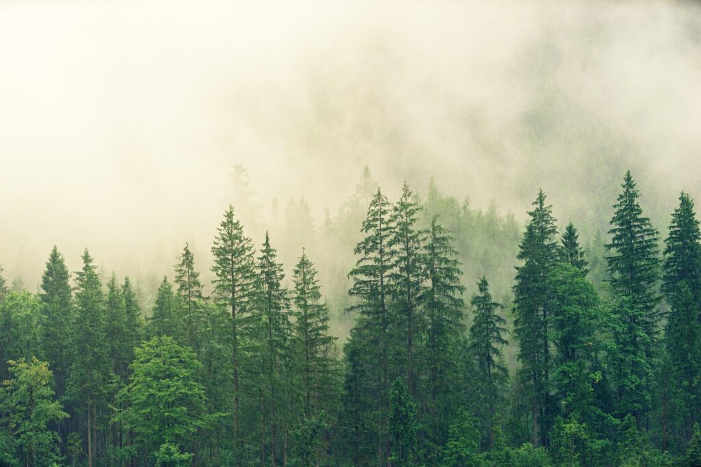 BOSQUES