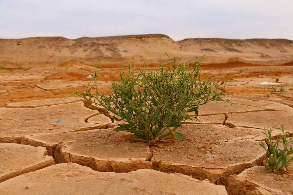 cambio climático