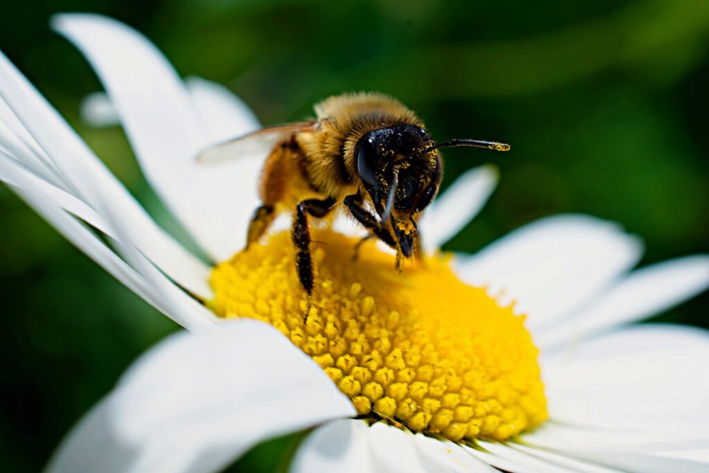 abejas