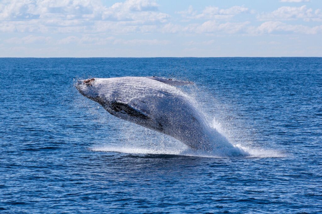 BALLENA OCÉANOS