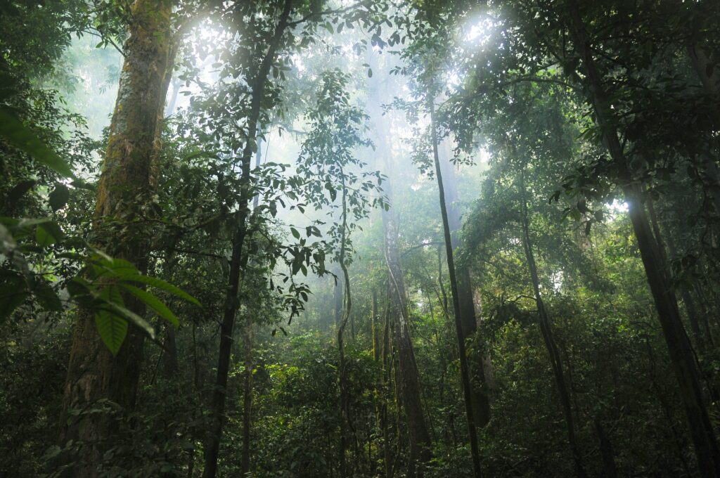 bosques CO2