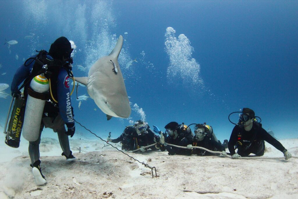 tiburones México