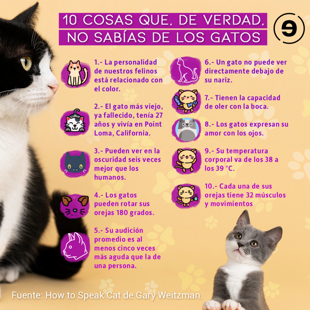 Info-Dia-Gato